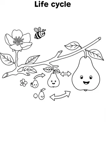 The Life Cycle of a Pear Fruit Coloring Pages